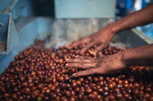 Coffee Processing - Washed, Natural, Honey Sun Dried