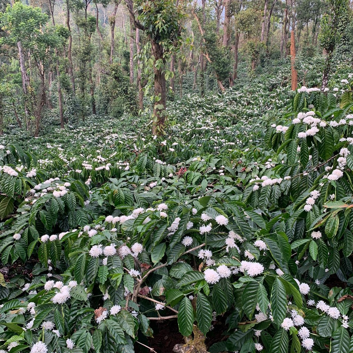 Friends of the Farmer with Bopanna I B - Sampigehalla Estate + Masterclass on Espresso and Pour-Over Brewing